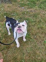 PoundHoundsResQ's tweet image. Not too much was known about this #Schnoodle.  She's estimated to be ia two year old Bulldog that was brought to the New York Animal Care Center as a stray by the police.

Just look at her!  You can definitely tell by her demeanor she was making the best of it.  With that