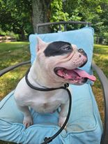 PoundHoundsResQ's tweet image. Not too much was known about this #Schnoodle.  She's estimated to be ia two year old Bulldog that was brought to the New York Animal Care Center as a stray by the police.

Just look at her!  You can definitely tell by her demeanor she was making the best of it.  With that