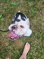 PoundHoundsResQ's tweet image. Not too much was known about this #Schnoodle.  She's estimated to be ia two year old Bulldog that was brought to the New York Animal Care Center as a stray by the police.

Just look at her!  You can definitely tell by her demeanor she was making the best of it.  With that