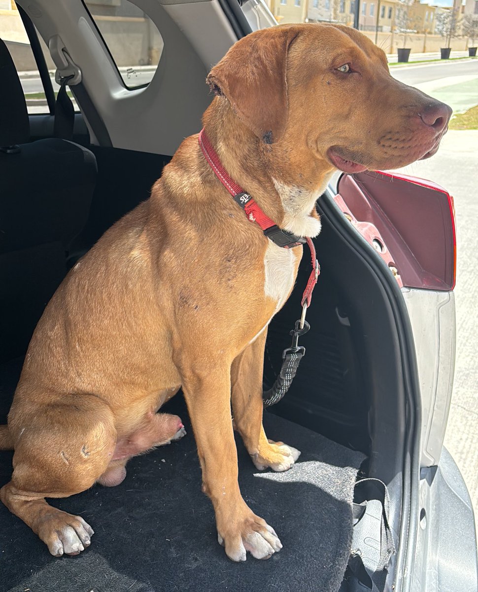 Este perrito al parecer fue abandonado en un fraccionamiento en Pachuca. Ya lleva tiempo vagando. Es muy noble y manso. Algún corazón noble que le quiera brindar un hogar y amor. 

#AdoptaNoCompres