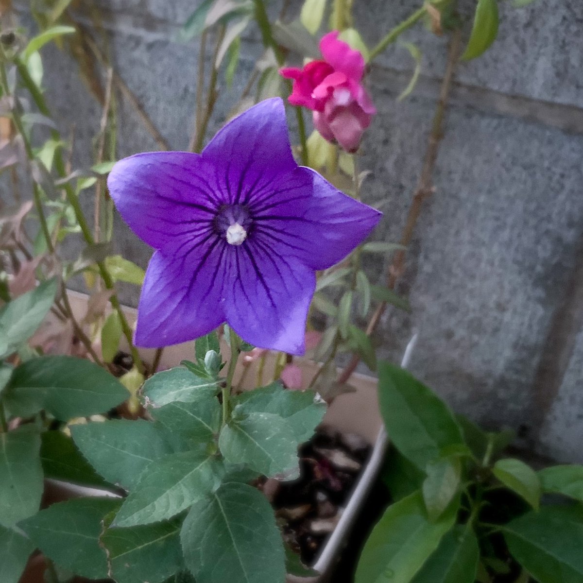 ゆす農園芸課 tweet media