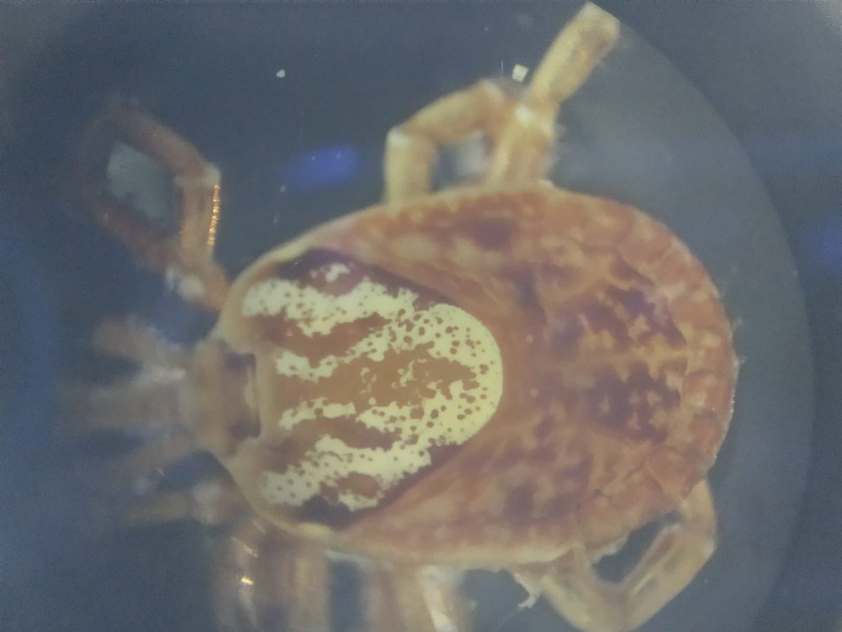 infectoHU's tweet photo. Hoy por la mañana al encontrar una garrapata adherida al dorso de su oreja la paciente nos contactó; un día antes  realizó senderismo en #Chipinque….que opinan ? https://t.co/9omsSAUOzO