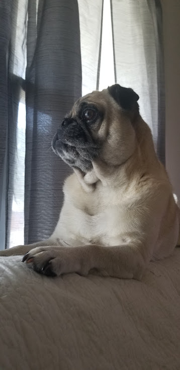 LiamWonderPug's tweet photo. Keeping my 👀 on the skies today
#ilwx #weatherpug #dogsonX #severeweatherwarning https://t.co/GJKNZXcqwS