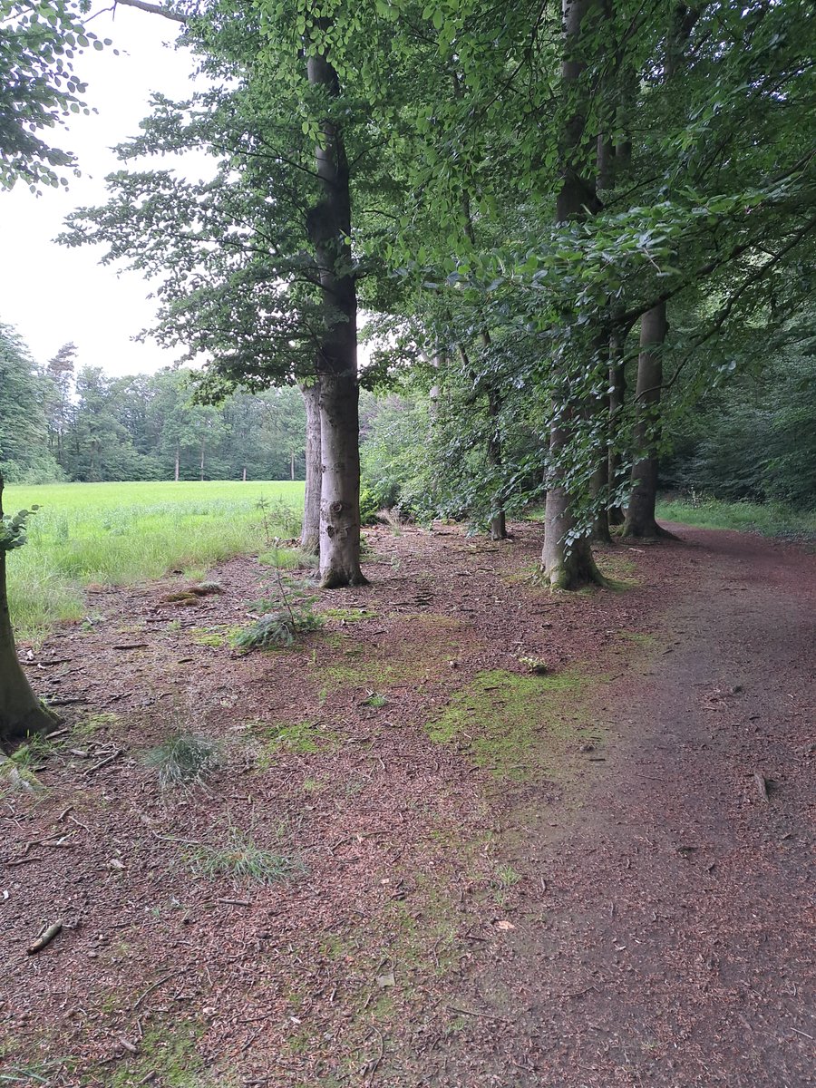 JiscaDijk's tweet photo. #Driene #Twente #MyBackyard #bos #groenelong #Driesprong #A1
Vlak bij vliegveld Twente en tussen de snelwegen dit rustige stukje groen: De Driesprong, particulier terrein en alleen te voet te doorkruizen 😊
De prachtige Eschbeek loopt hierdoor - 
natuurpareltje 💚 geheime tip 😉 https://t.co/aTE1yzY7BC