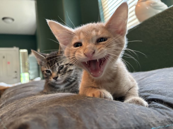 Welcome home, Basil and Pesto! ❤️ https://t.co/4XdoioZIz0