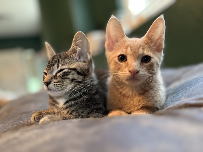 Welcome home, Basil and Pesto! ❤️ https://t.co/4XdoioZIz0