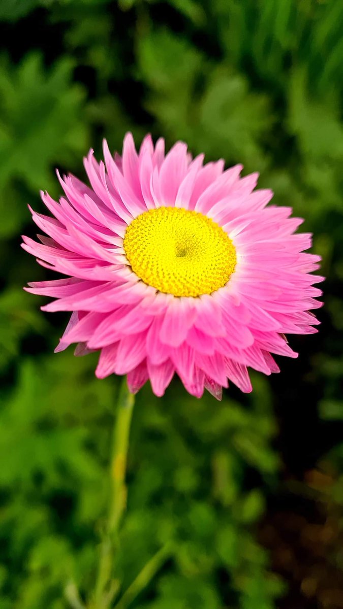 Harpers Lane Allotments (@hlallotments) on Twitter photo 