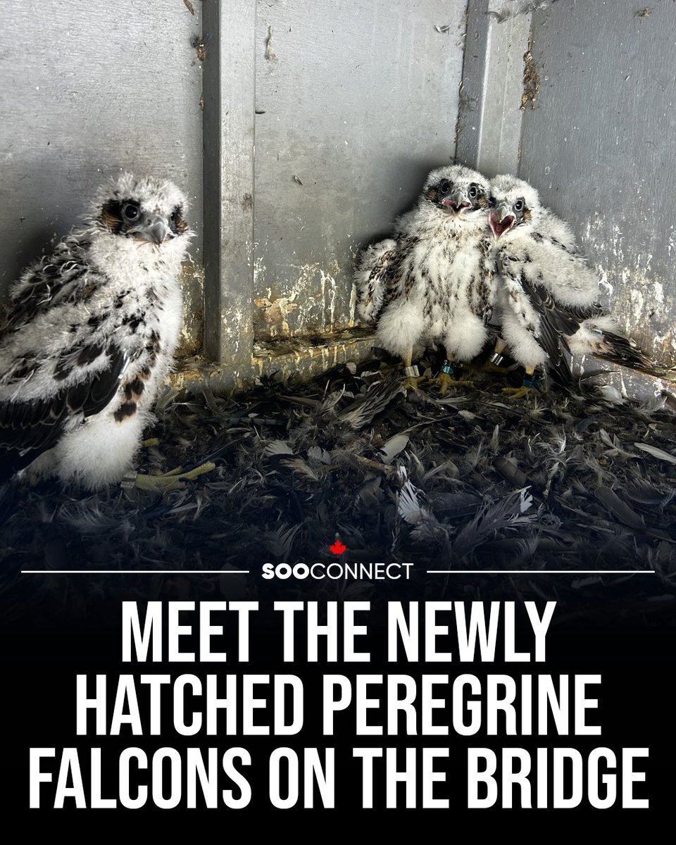 sooconnect's tweet photo. Exciting news from the Sault Ste. Marie International Bridge! Three adorable peregrine falcon chicks, named Barb, Janet, and Chum, have hatched and been banded for tracking by the Michigan Department of Natural Resources.
#sooconnect #saultstemarie #sault #soo #saultlife https://t.co/63gFNXQNYt