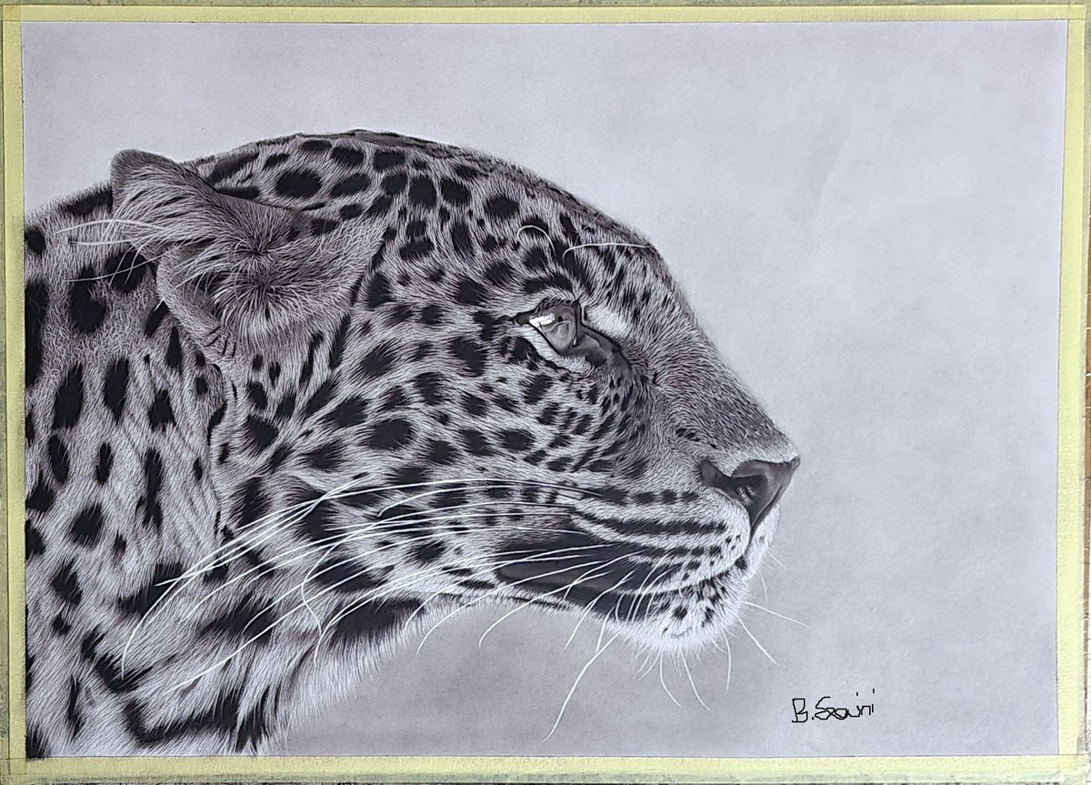 SainiBlessed's tweet image. Available Artwork, done on paper using charcoal pencils and soft pestels. The stare of these animals is just magnificent if captured perfectly.
Size A2
Dm for more info....... #newartist #art #instagood #wildlife #ArtistsOfTwitter