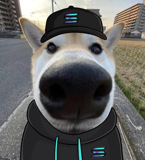 KuriSolana's tweet photo. boop. watch #Kuri on #Solana https://t.co/h6fWHoa582