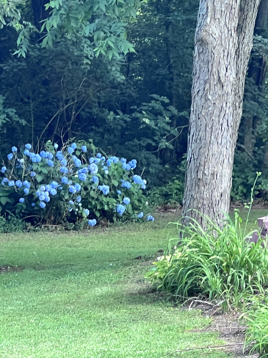 TJberetta's tweet photo. Afternoon on this hot day in the south, hope your day is going  fantastic. #summer #hydrangeas #shadetree #pecantree https://t.co/RCCsQ1Qyjt