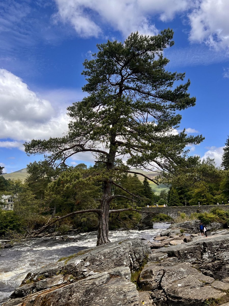 Kilted guide tweet media