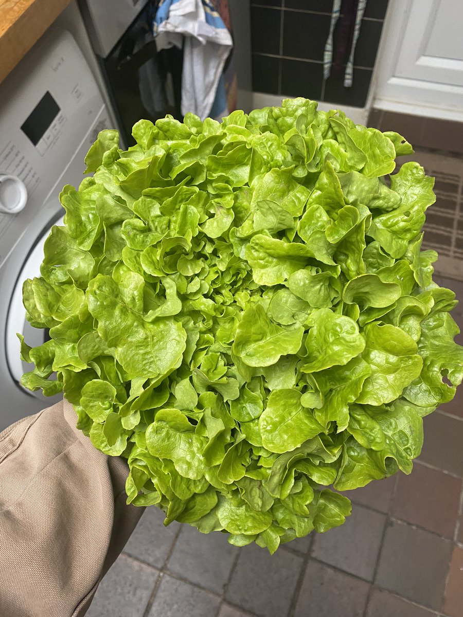 joanna ~ tweet media