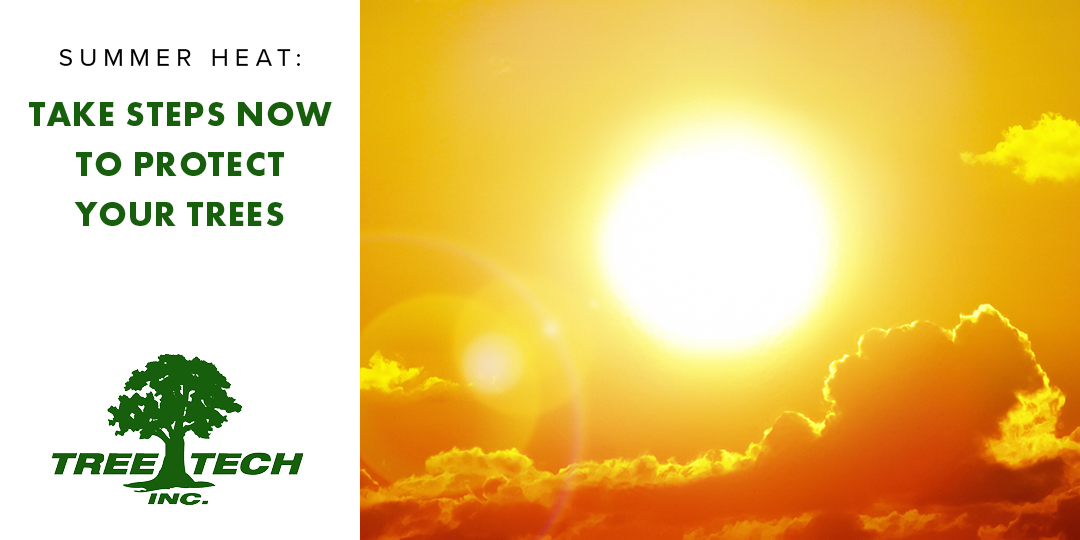 TreeTechInc tweet picture