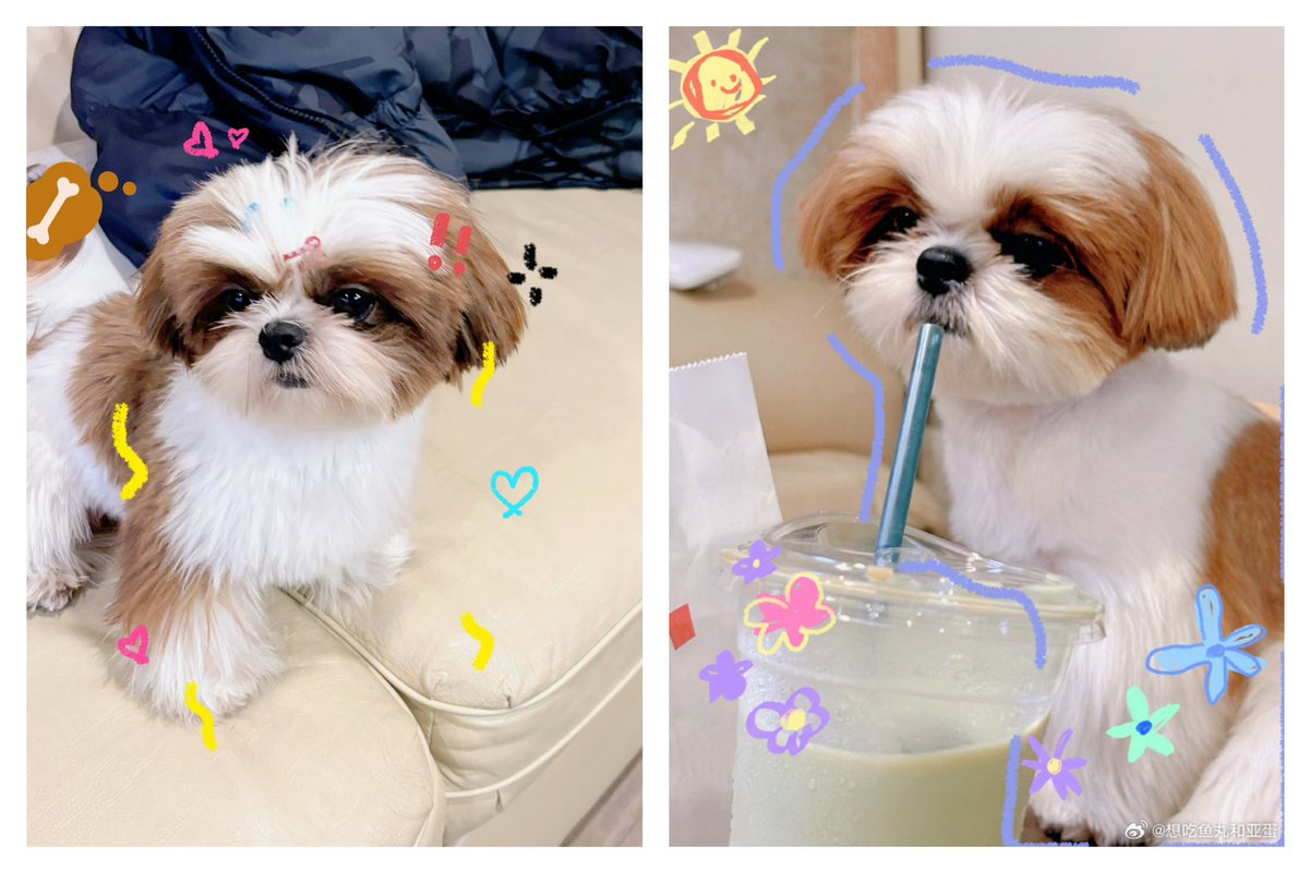 AnnabellaTarot's tweet photo. Xiao Ye loves animals, but never takes pictures with Dai &amp; Qiu. But perhaps she is leaving behind her marks. Similar paint brush used, similar login location on June 1st! Get it?

#tanjianci #zhouye #檀健次 #周也 #很想很想你 #lovemelovemyvoice #天方也檀 #dankienthu #chauda https://t.co/4bITh5ADpY