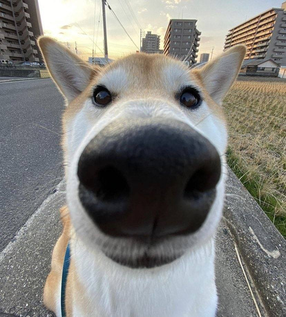 KuriSolana's tweet photo. @MrBeast not super controversial but, the most meme-able dog on Solana; $KURI. #SOLANA

CHART: https://t.co/VqwLqwNLCz https://t.co/TthPEipjYN