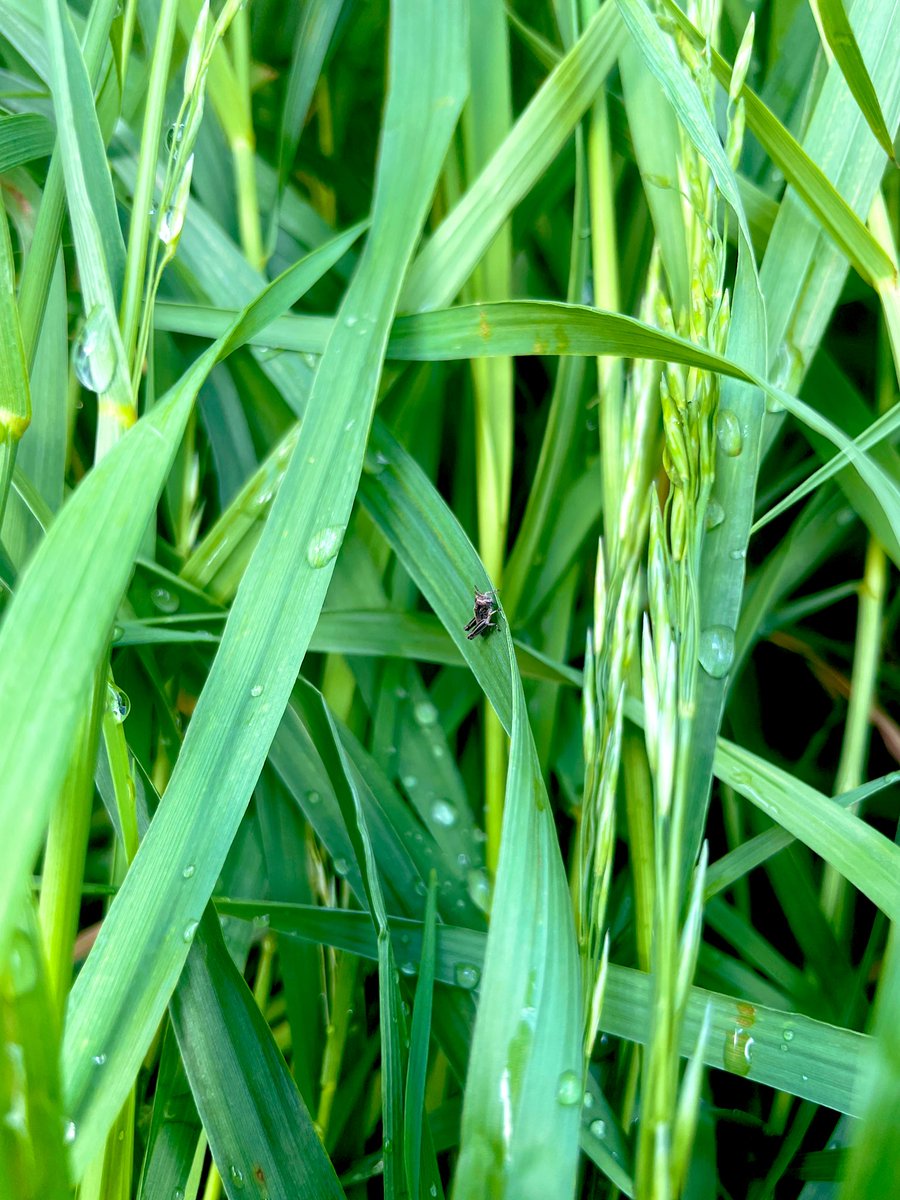 First sighting 😐… I squished him, I promise. 

#mbag #crop2024
