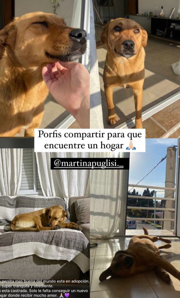 marpuglisi's tweet photo. Pensa que con tu retweet estas contribuyendo a que esta hermosa perrita encuentre la familia que se merece 🥹💜. Con la ayuda de todos podemos lograrlo.
Ella es Berta, es tranquila y ama a los niños. Esta castrada. No ignores la publi y comparti 🙏🏼🫶🏼 https://t.co/14bprfT3I5