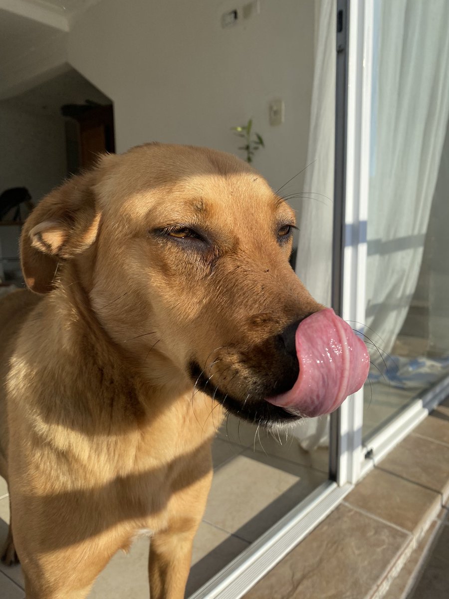 marpuglisi's tweet photo. Pensa que con tu retweet estas contribuyendo a que esta hermosa perrita encuentre la familia que se merece 🥹💜. Con la ayuda de todos podemos lograrlo.
Ella es Berta, es tranquila y ama a los niños. Esta castrada. No ignores la publi y comparti 🙏🏼🫶🏼 https://t.co/14bprfT3I5