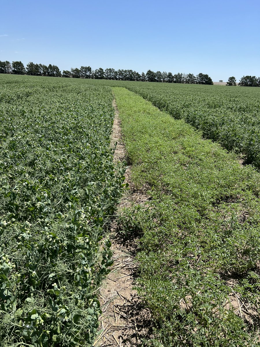 Dipak Santra tweet media