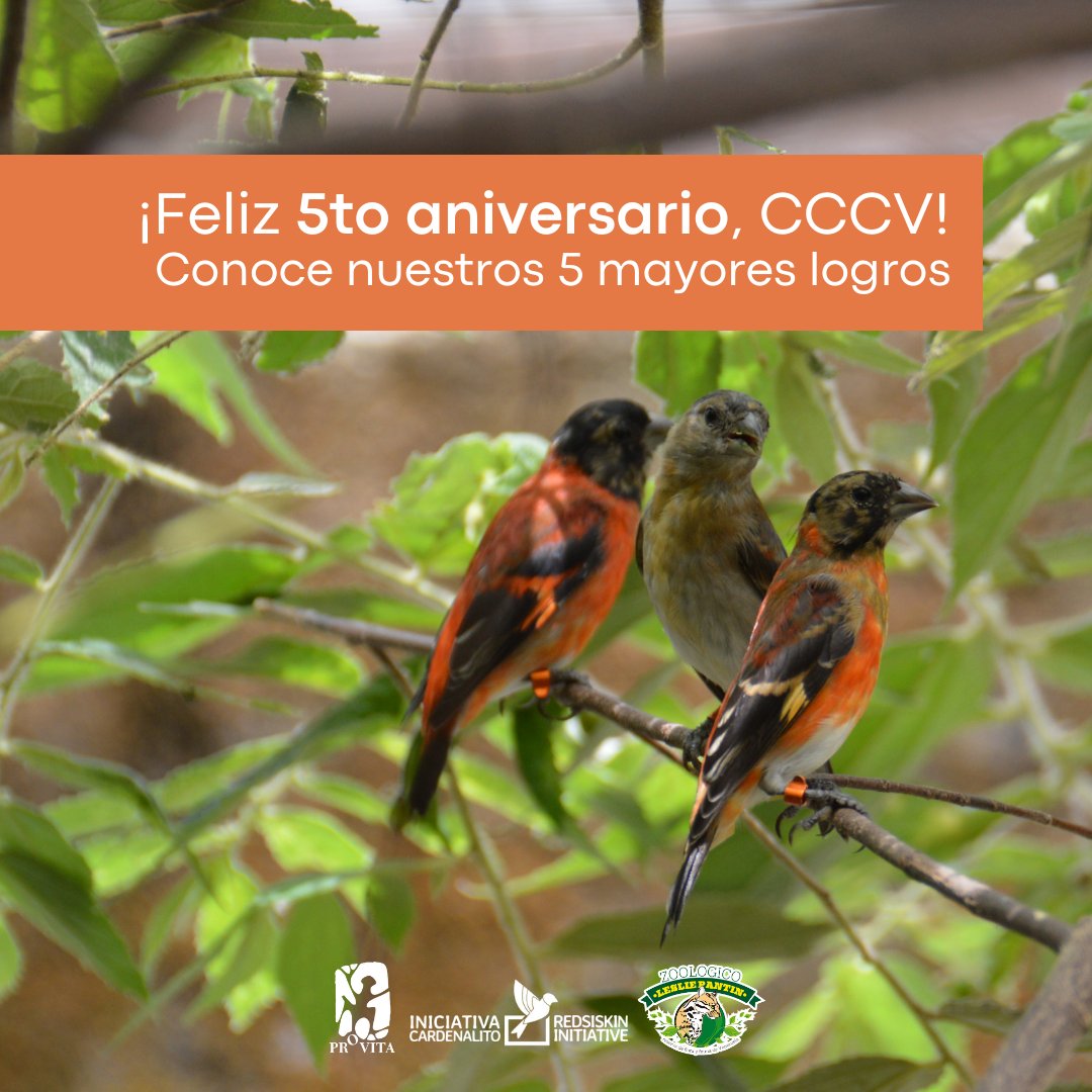 provita_ong's tweet photo. ¡Estamos celebrando el 5to aniversario del Centro de conservación del Cardenalito en Venezuela! 🎂🥳

Acompáñanos a contarte un poco de los 5 logros que hemos obtenido gracias a su apoyo: https://t.co/PctsdaO85y