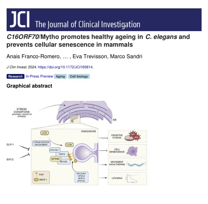 Anaïs Franco (@anaisfrancorom1) on Twitter photo Happy and proud to share our new paper about MYTHO in <a href="/jclinicalinvest/">Journal of Clinical Investigation</a> 🎉
“ C16ORF70/Mytho promotes healthy ageing in C. elegans and prevents cellular senescence in mammals”
Here the link!
doi.org/10.1172/JCI165… Happy and proud to share our new paper about MYTHO in <a href="/jclinicalinvest/">Journal of Clinical Investigation</a> 🎉
“ C16ORF70/Mytho promotes healthy ageing in C. elegans and prevents cellular senescence in mammals”
Here the link!
doi.org/10.1172/JCI165…