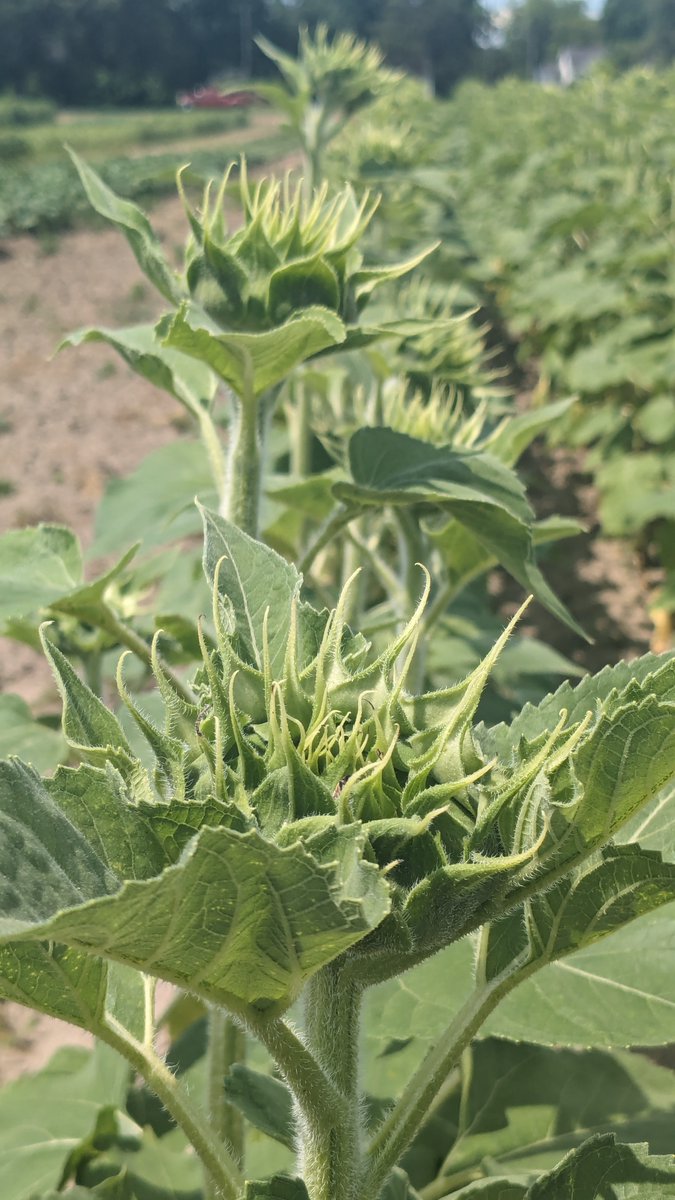 NCSUorganic (@ncsuorganic) on Twitter photo Looking forward to seeing some blooms soon! This week we put out lay-by in our organic nitrogen study. We're hoping to develop nitrogen recommendations for organic high-oleic sunflowers grown in NC! #organic #agronomy #sunflower #higholeic Looking forward to seeing some blooms soon! This week we put out lay-by in our organic nitrogen study. We're hoping to develop nitrogen recommendations for organic high-oleic sunflowers grown in NC! #organic #agronomy #sunflower #higholeic