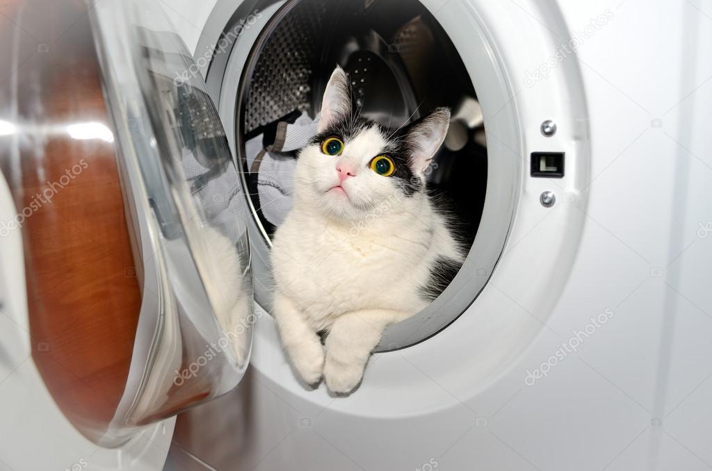 LaundryCat_club's tweet photo. Airdrop is coming fam!
Give us a like, follow, and stay tuned for the next phase #LCAT fam
#Laundrycat #LCAT #solanamemecoins #solanamemes
#memecoins #meme #airdrop https://t.co/fnYkZPyiOr