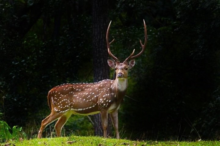 vishwaroopa19's tweet image. Spotted Deer (Male) shot @ Nagarahole wildlife Reserve
#NaturePhotography
#BirdsSeenIn2021
#beauty
#wildindiaecotours #birds #birdphotography #birdwatching #wildlifephotography #twitternaturecommunity #IndiAves #Luv4Wilds @Avibase