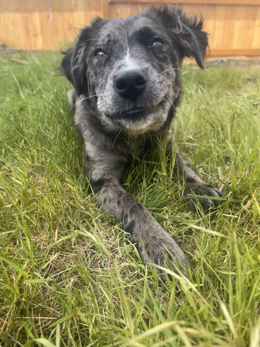 fizzgigftw's tweet photo. I can’t believe I haven’t introduce Twitter to Puddle yet. Meet my ridiculously adorable pup who just turned 7 months old today! 🥰😍🐾 https://t.co/OvetQ8LTX4