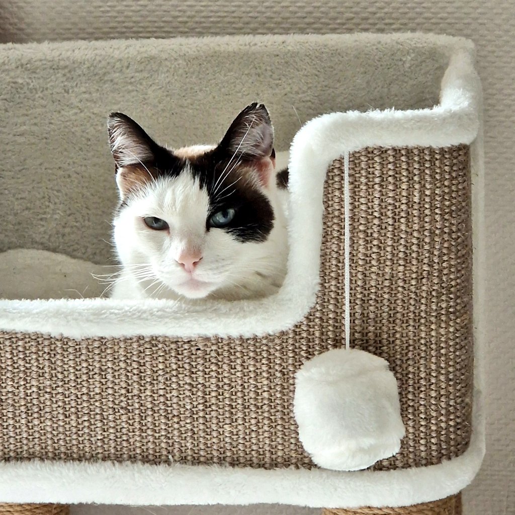 Anata 😸 tweet media