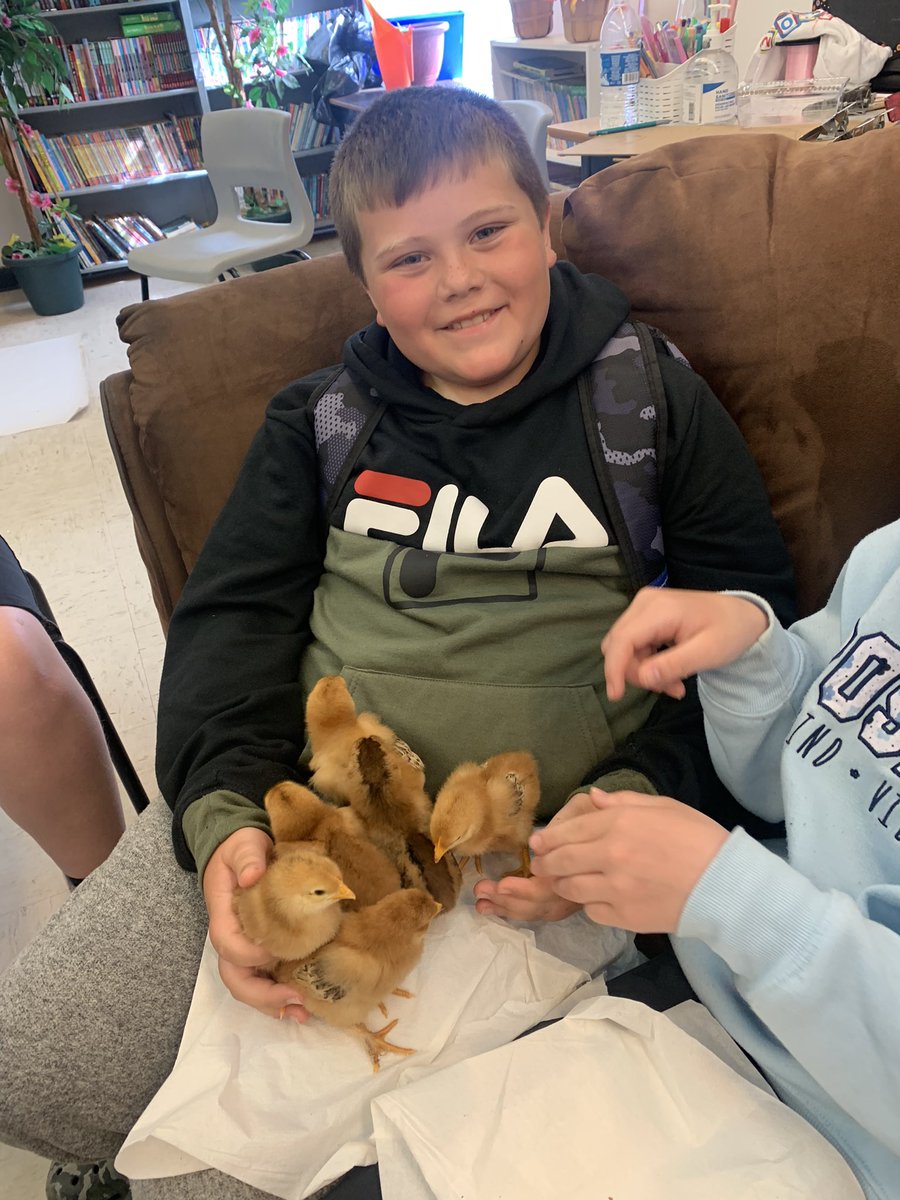 JaneWilliams77's tweet photo. The chicks🐤 have taken over @FatimaAcademy.
Beyond blessed to be able to share this experience with our students 
#babychicksinschool
@LetsTalkScience 
@NLSchoolsCA 
@nltatesic 
@NLTeachersAssoc 
@brilliant_labs https://t.co/0csFiuEY55