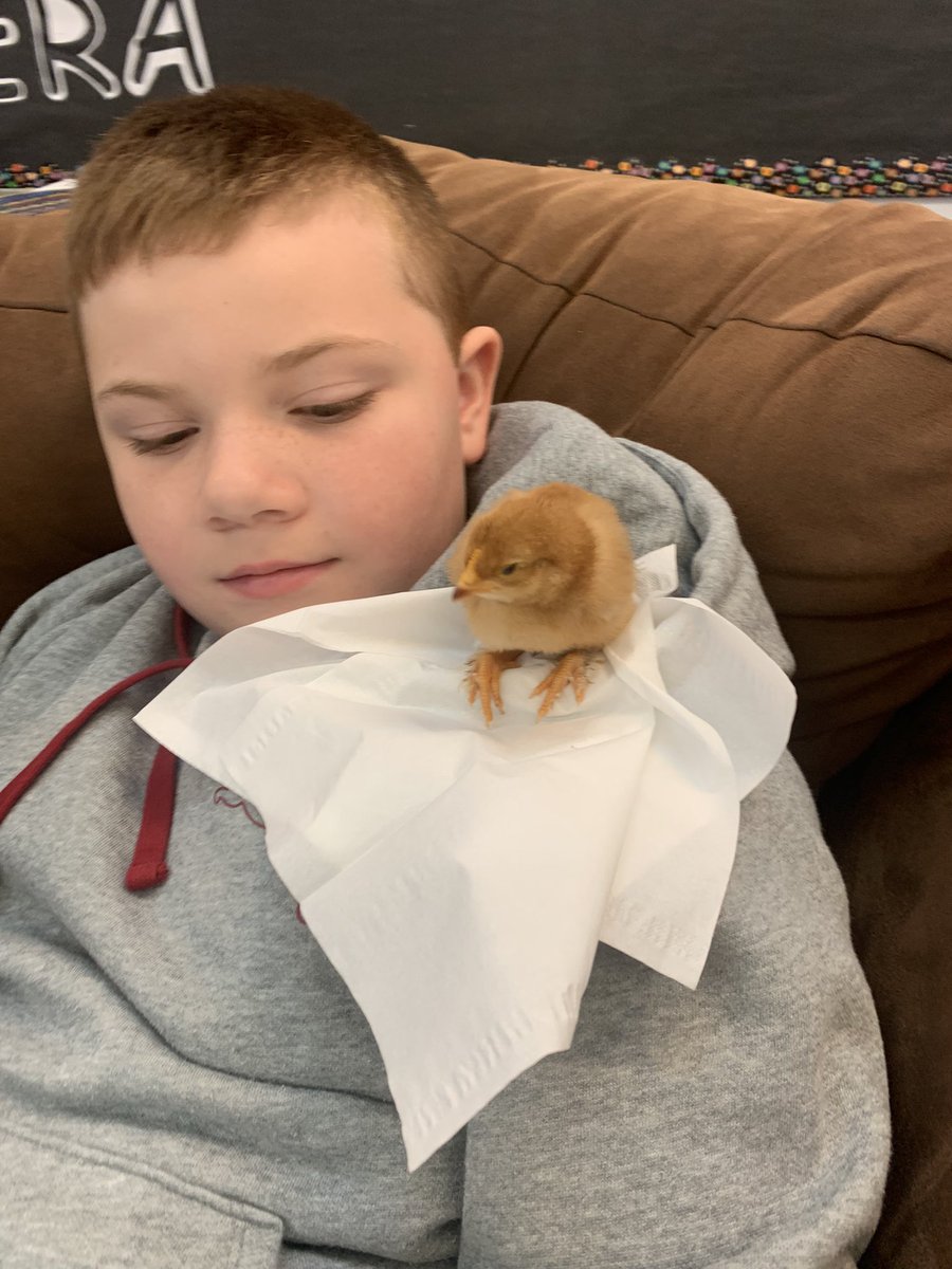 JaneWilliams77's tweet photo. The chicks🐤 have taken over @FatimaAcademy.
Beyond blessed to be able to share this experience with our students 
#babychicksinschool
@LetsTalkScience 
@NLSchoolsCA 
@nltatesic 
@NLTeachersAssoc 
@brilliant_labs https://t.co/0csFiuEY55