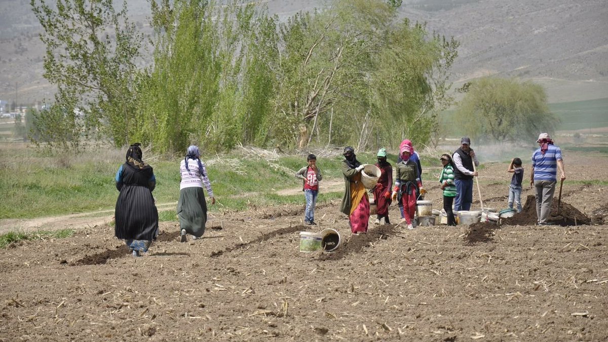 Erzincan'da 7 ay boyunca gün doğumundan gün batımına kadar şeker pancarı tarlalarında çapa yapıp ot yolan, domates, fasulye, kavun ve karpuz tarlalarında da çalışan mevsimlik tarım işçileri..
Foto: Adem Küçükkaya - Doğu Gazetesi