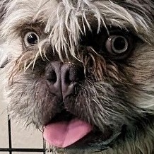 The Animal Foundation has taken in 338 animals in the past two days — including 38 from the same home.

They now have 853 animals in their care, putting them past critical capacity.