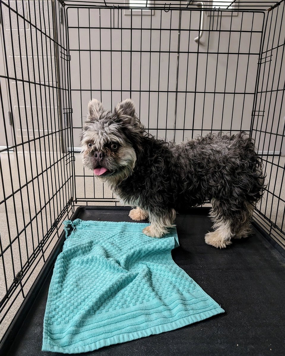 LasVegasLocally's tweet photo. The Animal Foundation has taken in 338 animals in the past two days — including 38 from the same home.

They now have 853 animals in their care, putting them past critical capacity. https://t.co/A4ylSygkMh