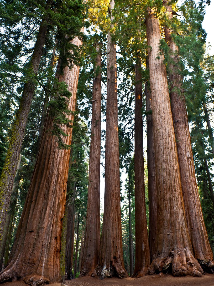 arborday's tweet photo. Despite their immense size, Giant Sequoias have surprisingly shallow root systems, typically extending only 6 to 12 feet deep. However, their roots spread widely, sometimes covering an acre of ground 🤯

This expansive network has helped anchor them against the test of time. https://t.co/Eh8BLvbwRi