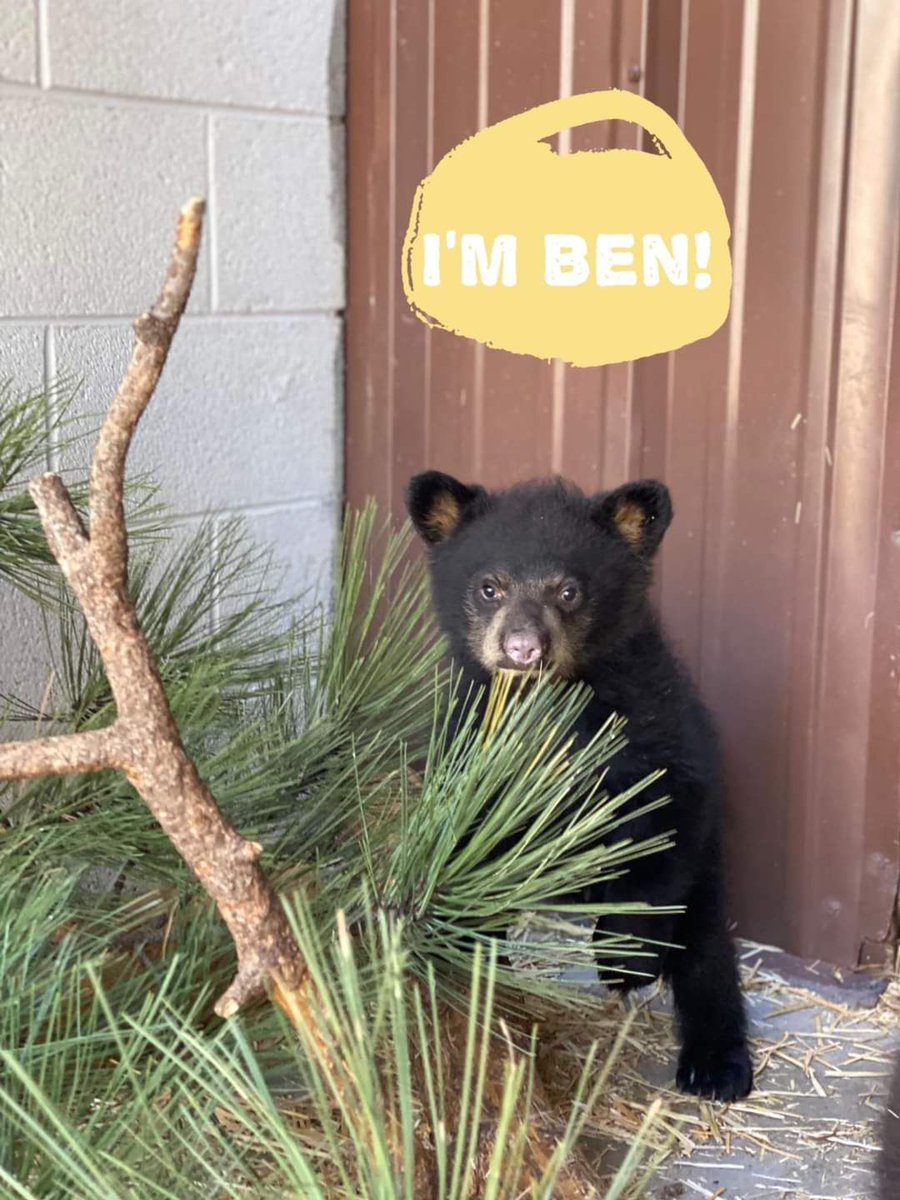 Bearizona tweet media