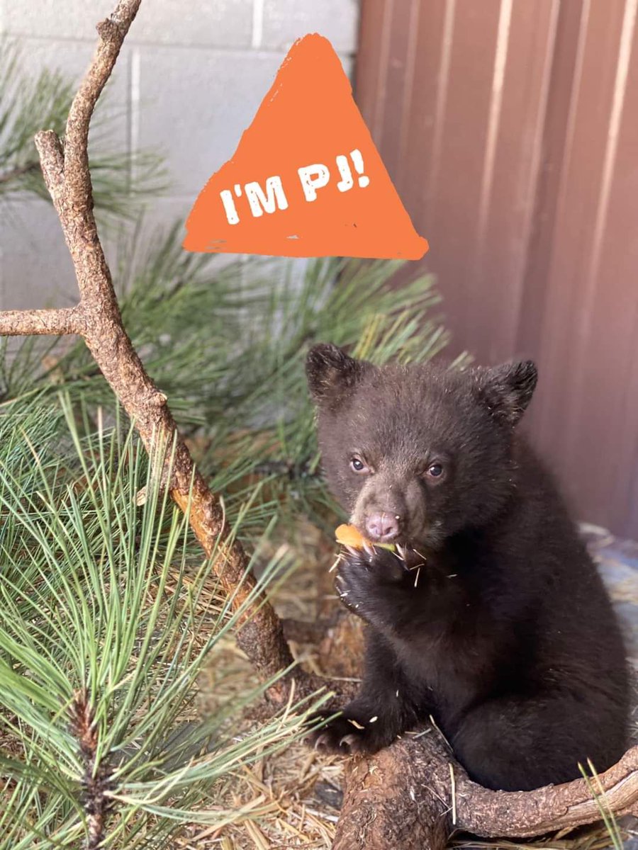 Bearizona tweet media