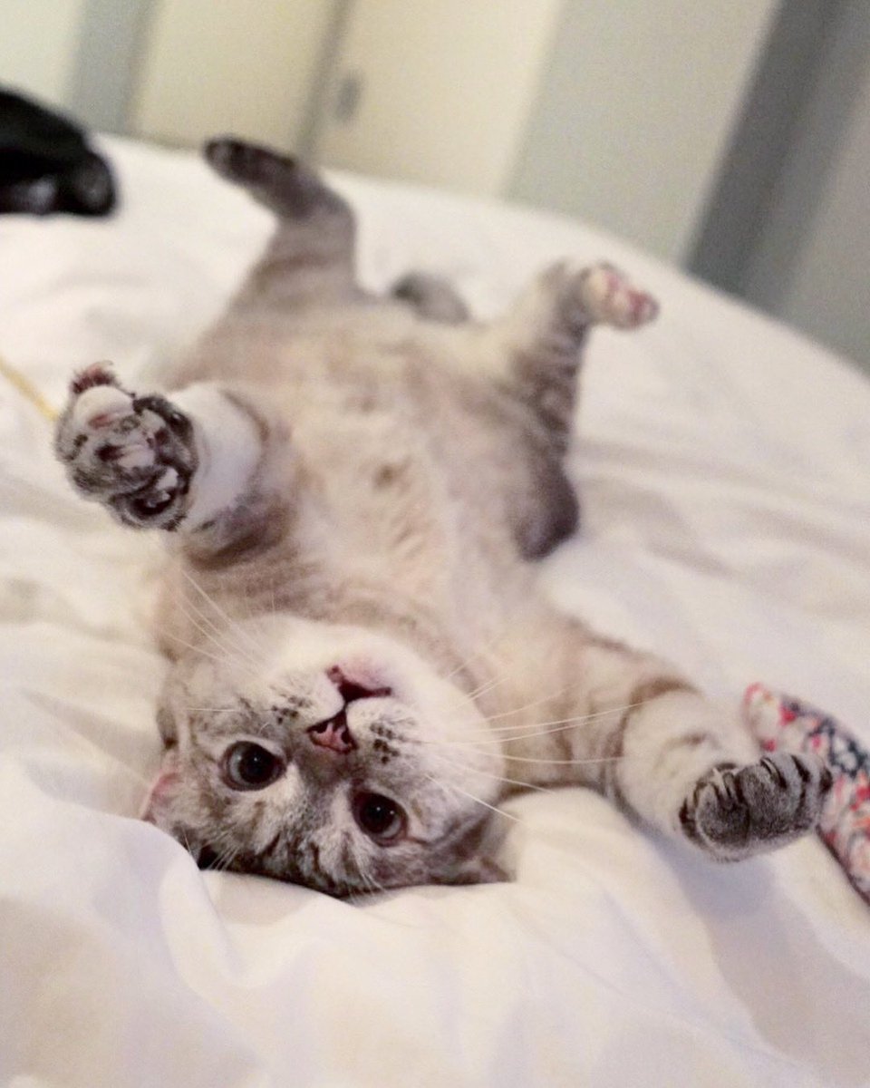 Meow 😸