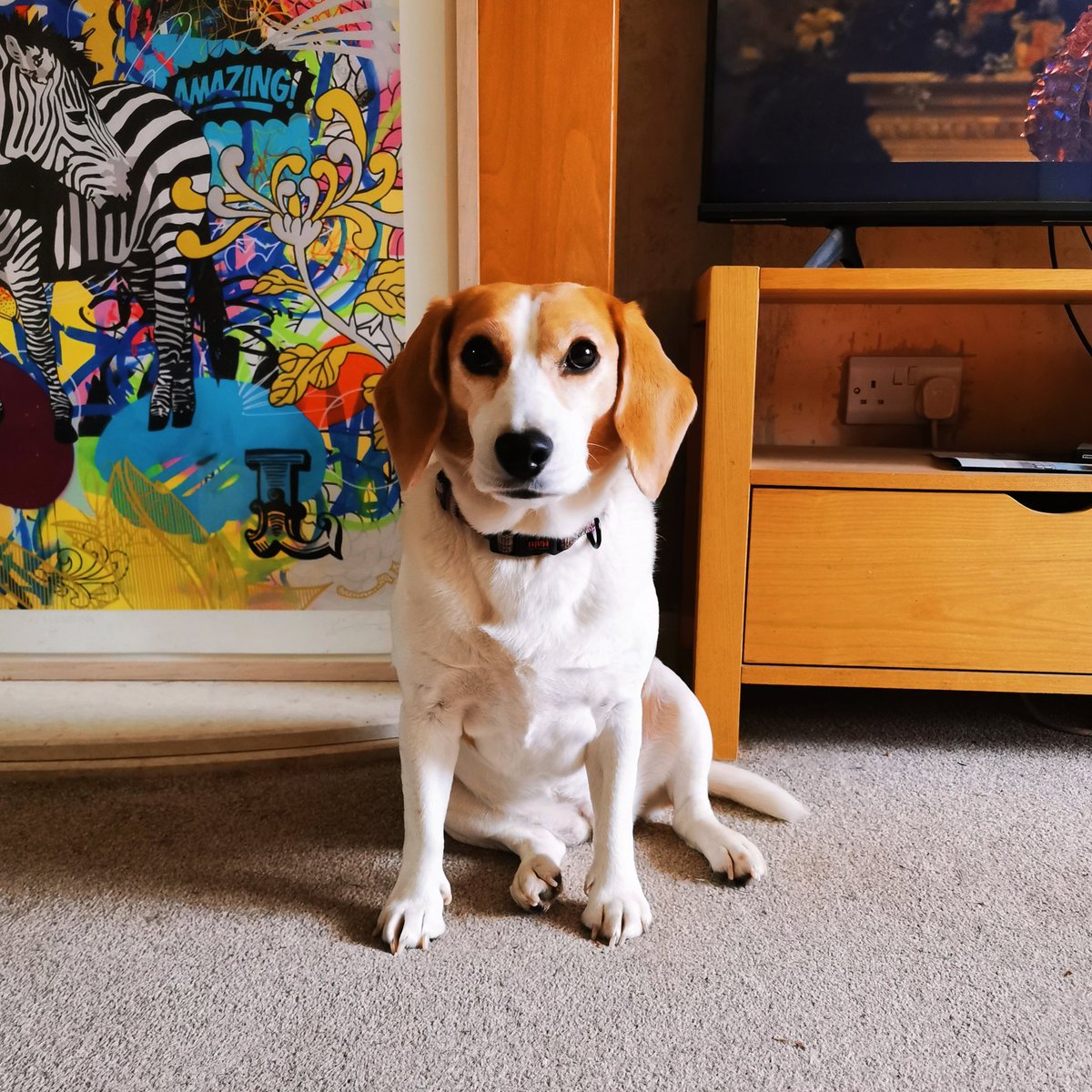"it's time to go outside now, thank you, please!"

#doglife #beagle #LifeOfRio #MyGirl