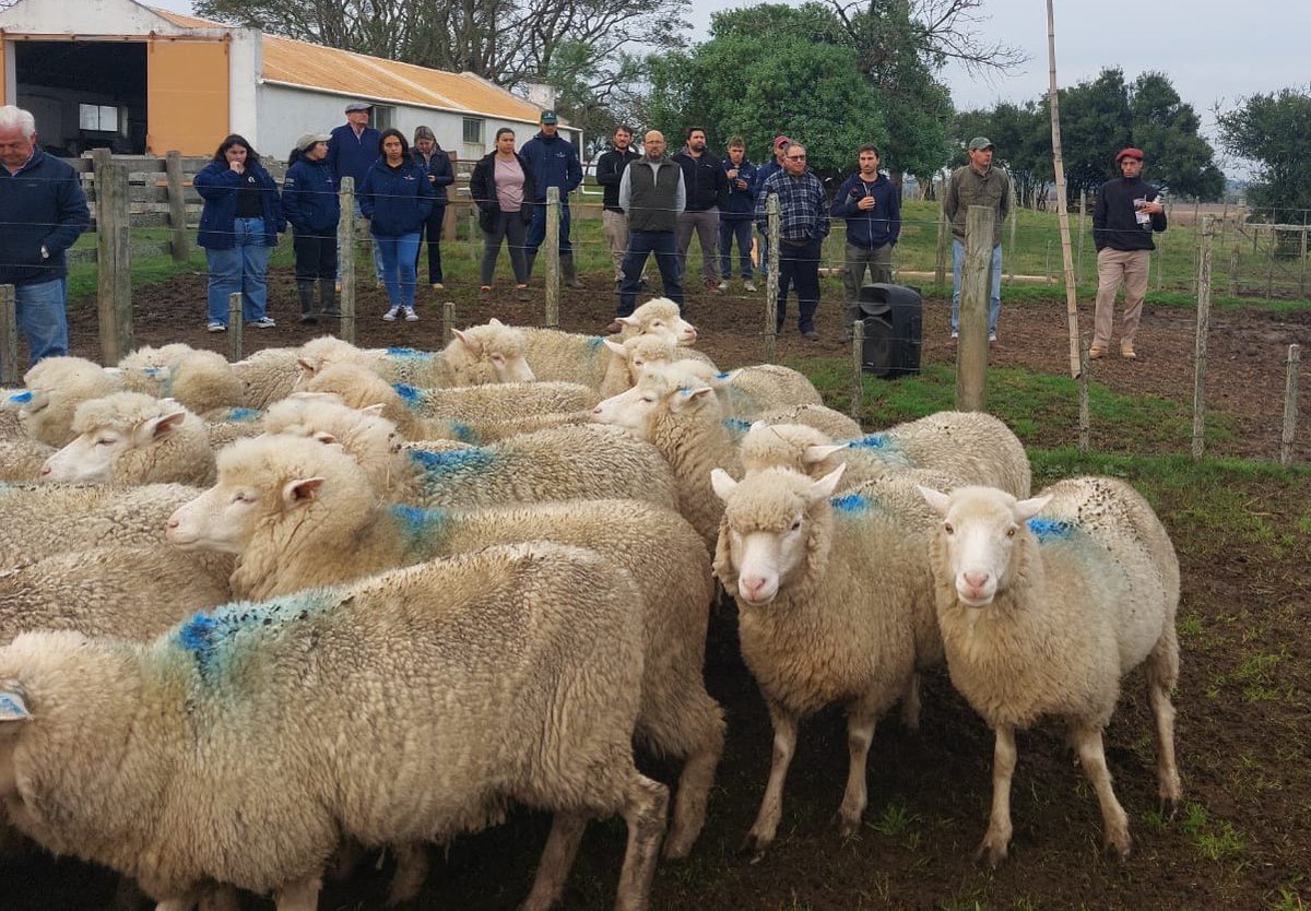 SUL_uy's tweet photo. 📸 Imágenes de la Gira Ile de France 2024🐑 https://t.co/gJymljSpSs
