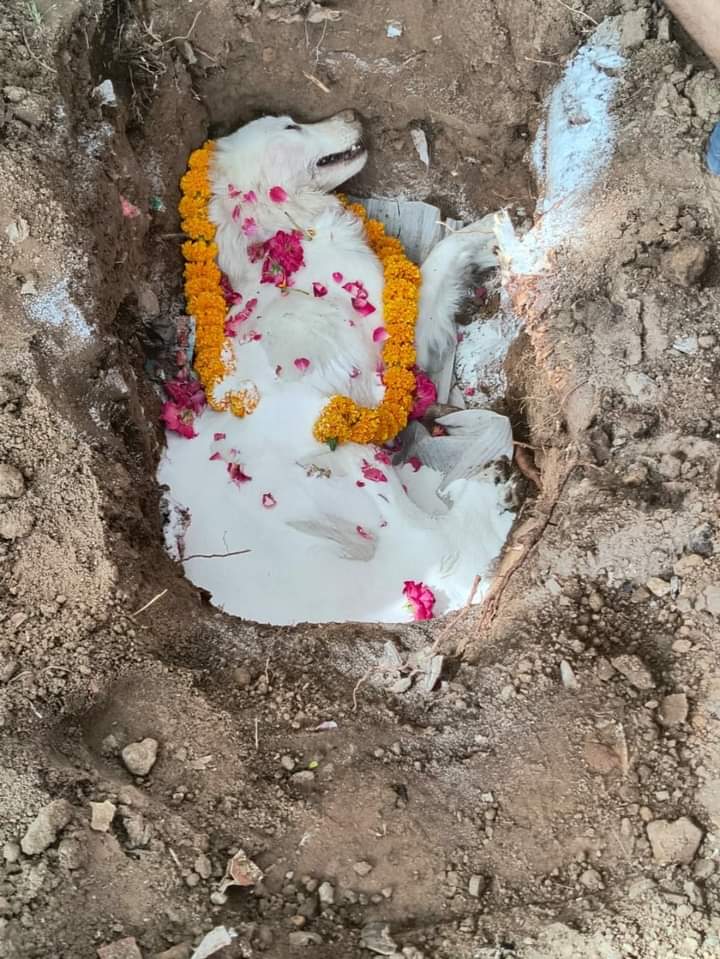 bulldog_fan_07's tweet photo. My baby girl expired yesterday 12/6/24 at 8:30am due to organ damage due to careless overdose of an NGO doctor 😭😭😭😭😭#doglover #Dogitization #voiceforvoiceless #AARF #follower #streetdogloverforever https://t.co/trJirpdiG6