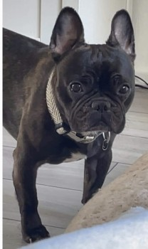 millypod1's tweet photo. 🆘8 JUN 2024 #Lost MILO #ScanMe #STOLEN??
Black Brindle French Bulldog Male 
Haigh Hall area #Haigh #Wigan #GreaterManchester #WN1  LOCAL HELP NEEDED. https://t.co/jAdxhzA2hI https://t.co/UgE1fPA7KW