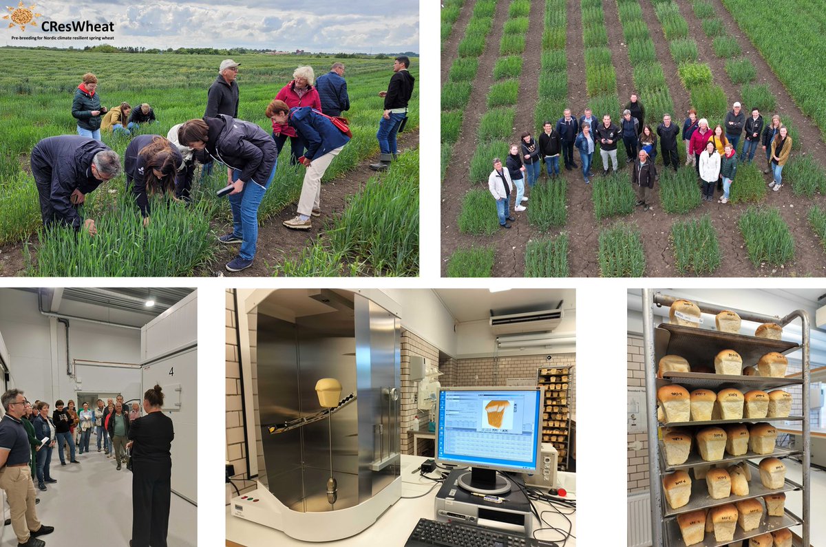 Exciting week as all 11 project partners gathered to review results and plan future activities. We kicked off with an enlightening lab tour at @Lantmannen, exploring their climate chambers, followed by the #CResWheat field trial 🌾#Nordic #Baltic #Collaboration #SpringWheat