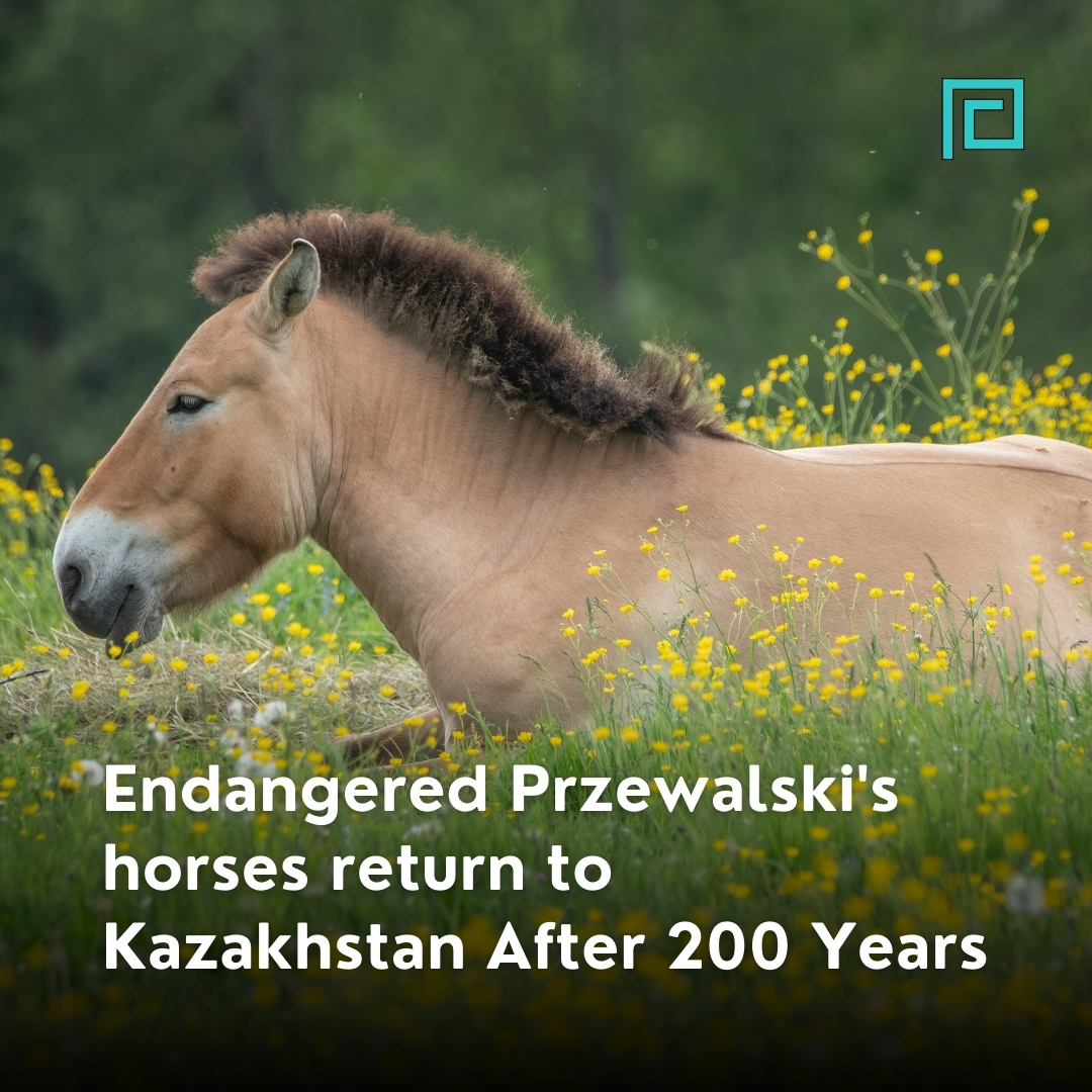 Endangered Przewalski's Horses, the last wild horse species, have returned to Kazakhstan's Golden Steppe for the first time in 200 years! Prague Zoo airlifted 7 horses from Europe, and they are thriving in their ancestral home. A significant milestone in conservation efforts.