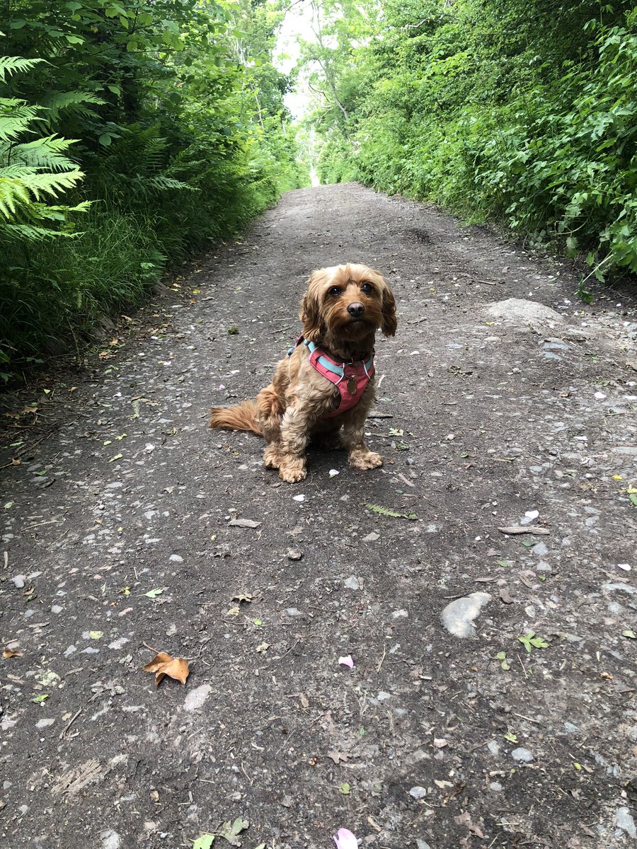 MorvenMay's tweet photo. I was talking at an event recently and telling people about wearing light coloured clothing in order to spot ticks so here’s my blue legging!! 😃 #lymedisease #lyme #chronic  #lymediseasehealing #healthylifestyle #healthyliving #doglifestyle #doglovers #cavapoos #cavapoodle #dog https://t.co/aXpv5eDTzK
