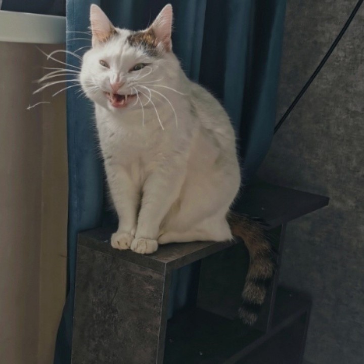 Punch Cat tweet media