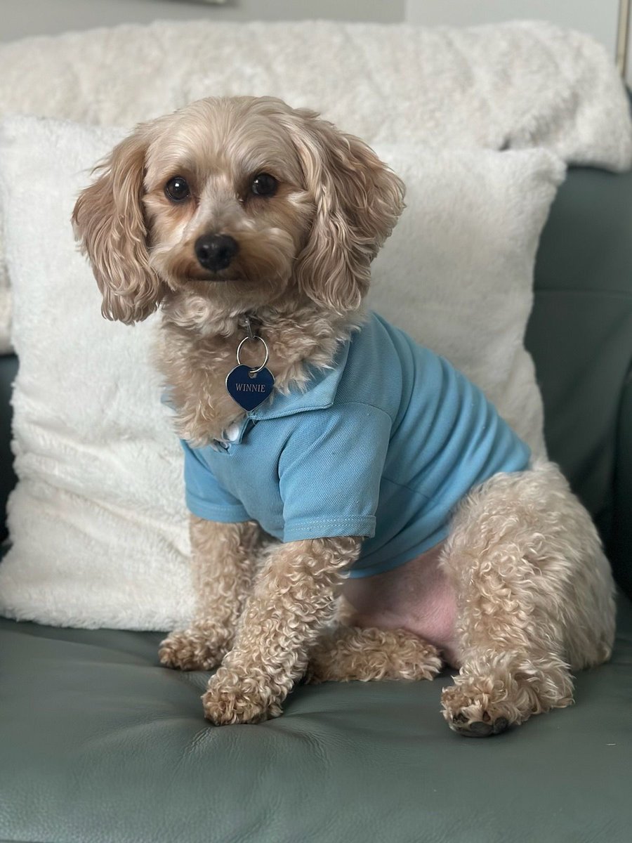 Meet one of our keynote speakers for our June 20th event: Winston “The Winner” Churchill, who will help us explore the relationship that dogs and robots have with the development of humankind and potential parallels in cross-species partnerships

buff.ly/3yQSIZy