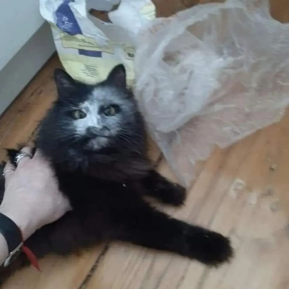 Punch Cat tweet media